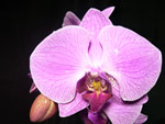 Phalaenopsis4 Orchids - Phalaenopsis